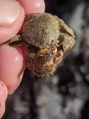 Hapalogaster cavicauda