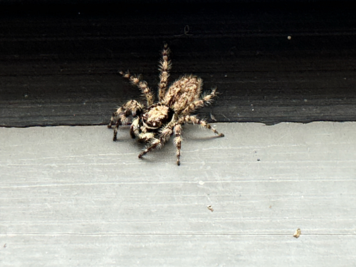 Menemerus fulvus