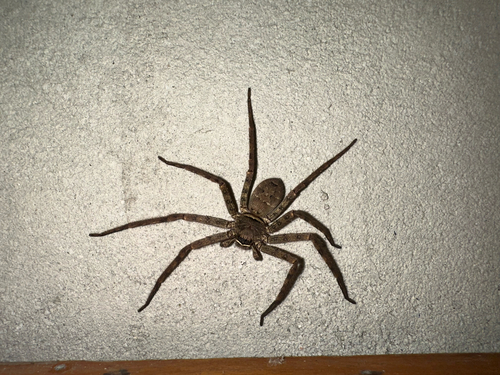 Pantropical Huntsman Spider