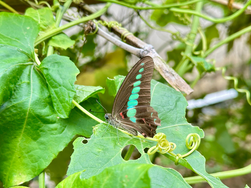 Common Bluebottle