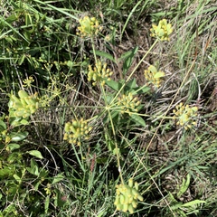 Afrosciadium magalismontanum