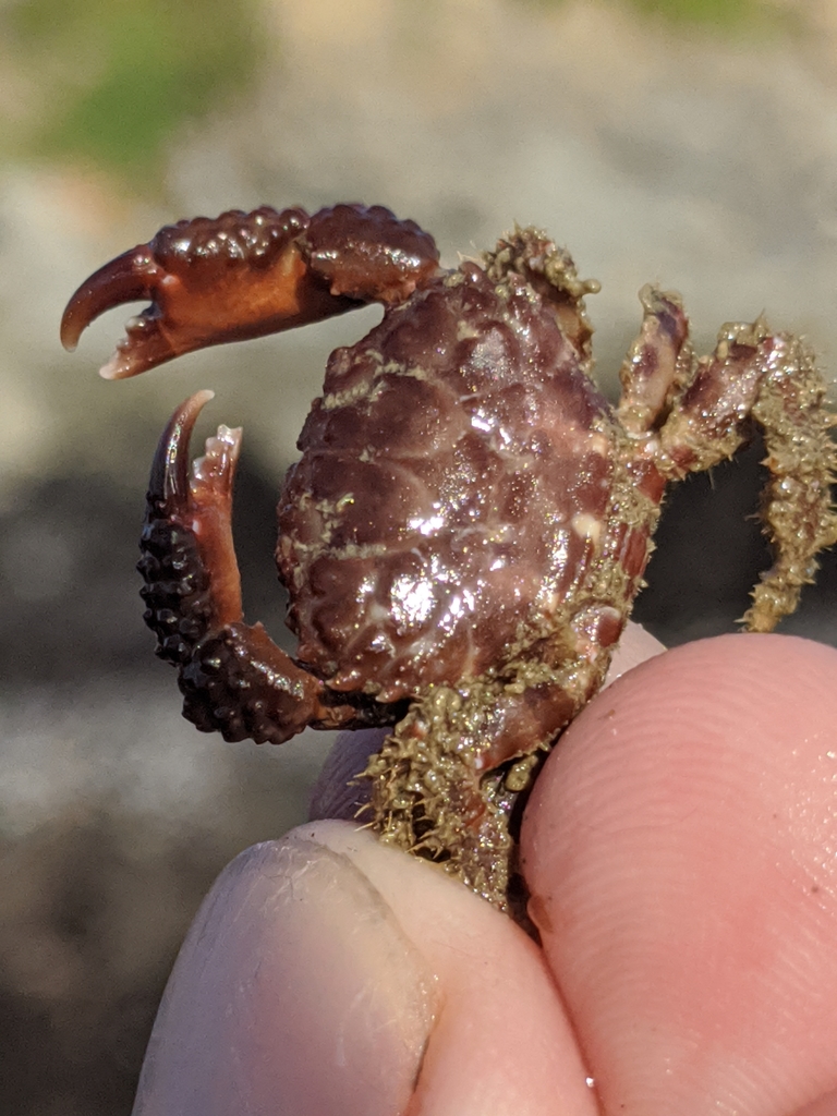 lumpy rubble crab