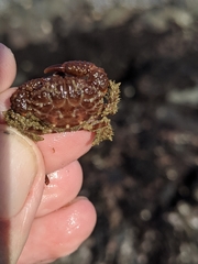 Paraxanthias taylori