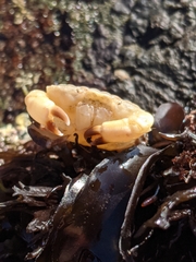 Cycloxanthops novemdentatus