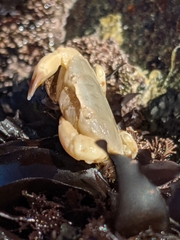 Cycloxanthops novemdentatus