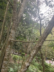 Lithocarpus konishii