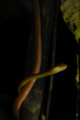 Boiga nigriceps