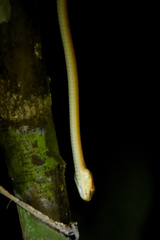 Boiga nigriceps