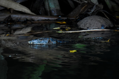 Varanus salvator macromaculatus