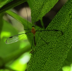 Aurotipula clara