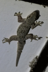Hemidactylus platyurus