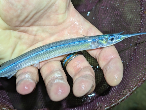 Acute halfbeak (Hyporhamphus acutus) — Hemiramphidae — 3