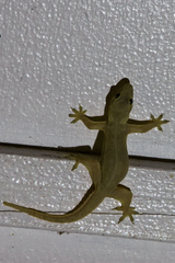 Hemidactylus platyurus