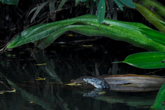 Varanus salvator macromaculatus