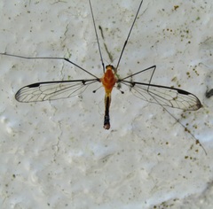 Aurotipula clara