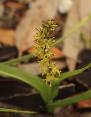 Wurmbea spicata