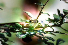 Dendrelaphis caudolineatus