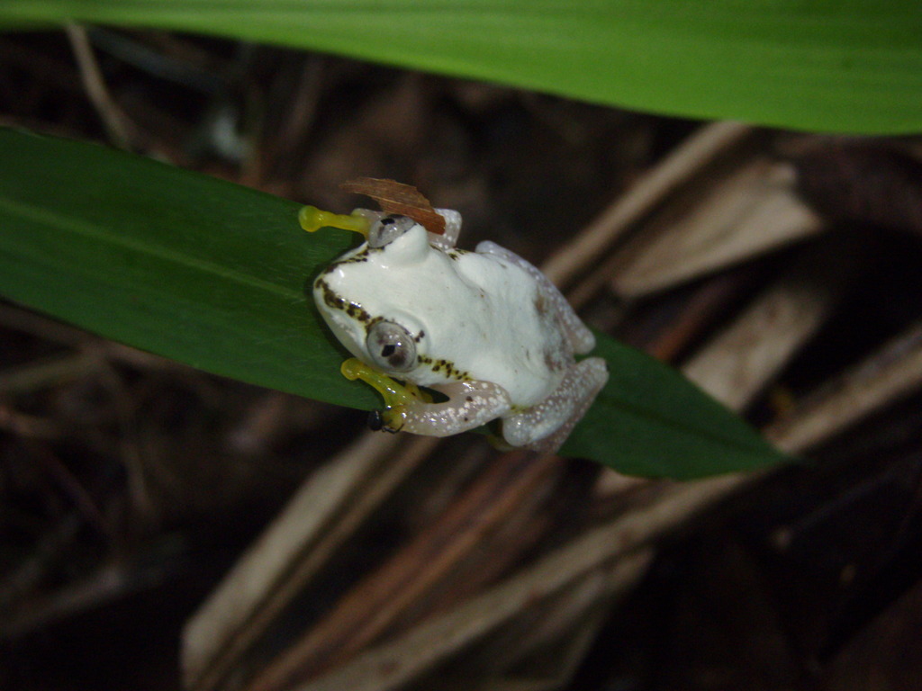 Uluguru Banana Frog