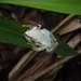 Uluguru Banana Frog - Photo (c) Katarzyna Nowak, some rights reserved (CC BY-NC), uploaded by Katarzyna Nowak