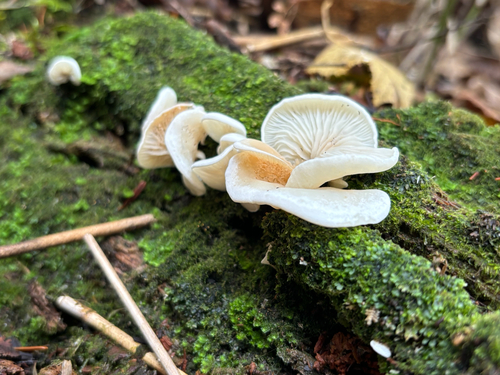 Pleurocybella porrigens