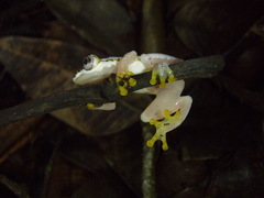 Afrixalus uluguruensis