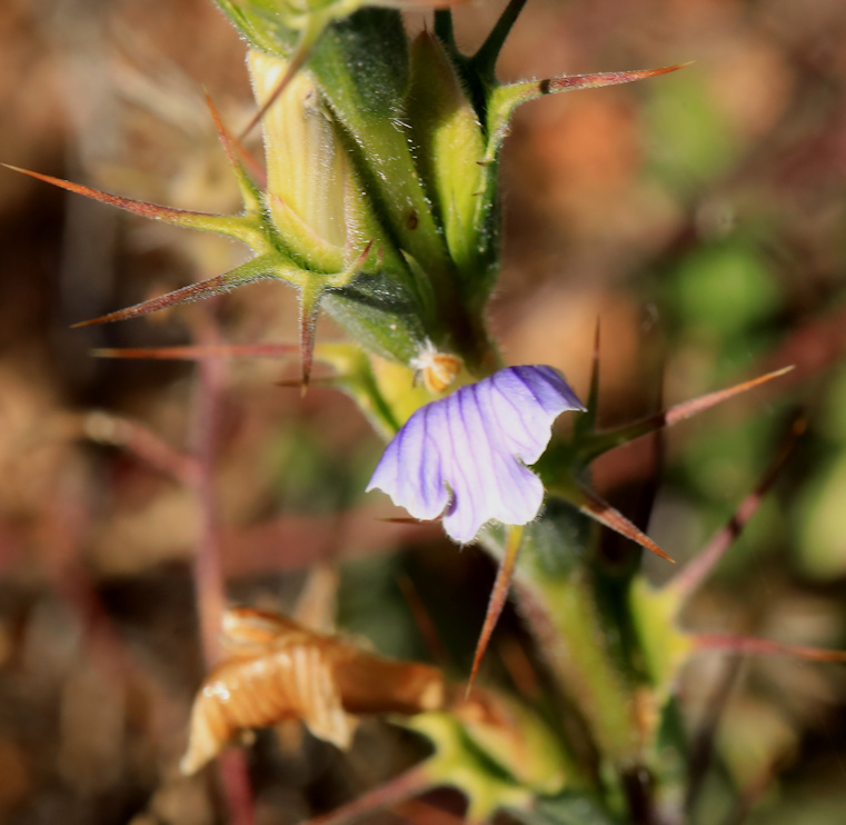 Acanthopsis glabra