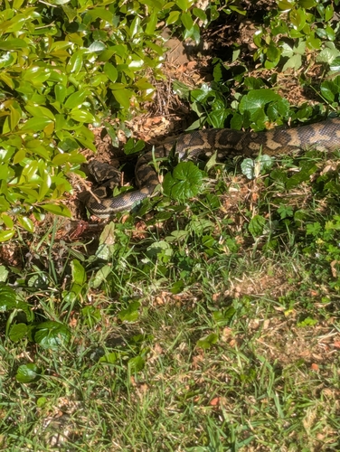 Coastal Carpet Python sighting