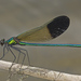 River Jewelwing - Photo (c) Jim Johnson, some rights reserved (CC BY-NC-ND), uploaded by Jim Johnson