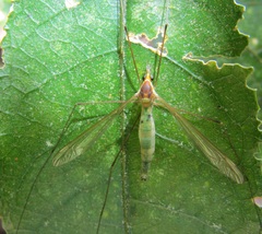 Leptotarsus viridis