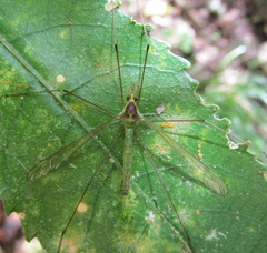 Leptotarsus viridis