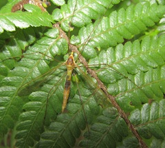 Leptotarsus viridis