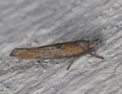 Zelleria oleastrella