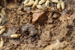 Fulleritermes mallyi