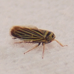 Amblysellus curtisii