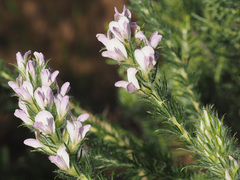 Aspalathus cephalotes