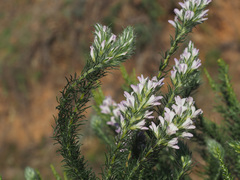 Aspalathus cephalotes