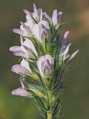 Aspalathus cephalotes