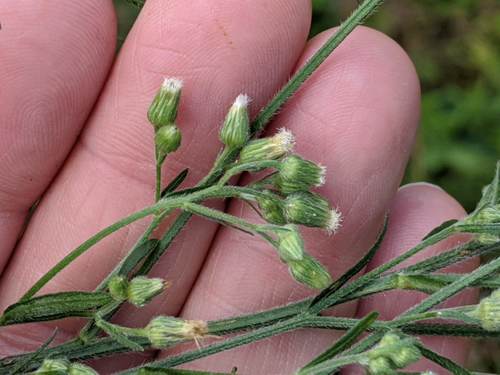 Erigeron bonariensis observed 2019-12-10