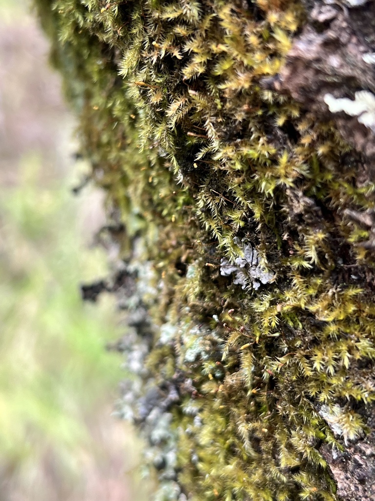 Sematophyllum helenicum