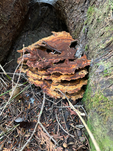 Phaeolus schweinitzii