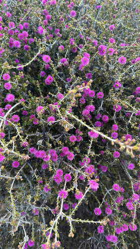 Melaleuca spathulata observed 2025-10-09