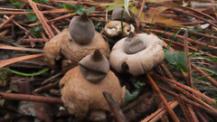 Geastrum elegans