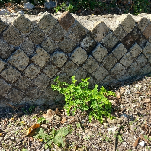 Black locust