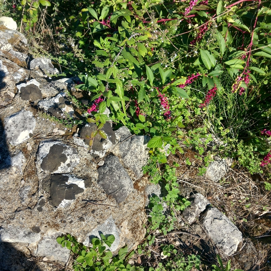 American pokeweed