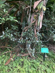 Ternstroemia gymnanthera