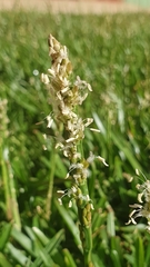 Stenotaphrum dimidiatum