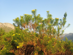 Pteronia aspera