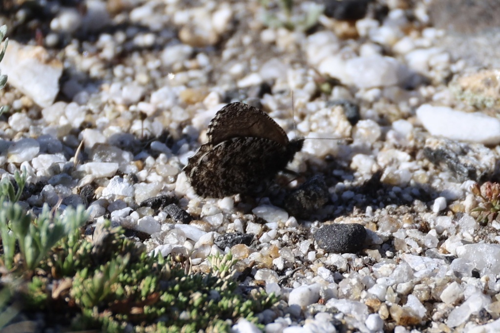 Oeneis lucilla