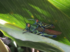 Eupropacris uniformis