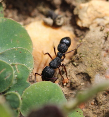 Bothroponera cavernosa